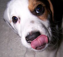 My Puppy Patch by debbiedoda