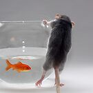 My pet fish by Ellen van Deelen
