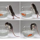 My new pet fish :) by Ellen van Deelen