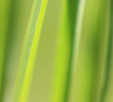 The blades of summer by Angela King-Jones