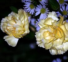 Carnations by laureenr