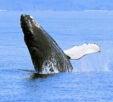 Baby Humpback Whale Breaching by Gina Ruttle (Whalegeek)