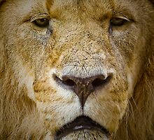 The King's Portrait ....... by jdmphotography