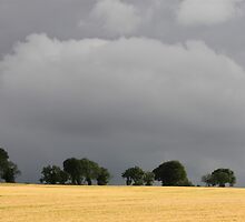 Corn Field Under Promise of Rain by Lynn Ede