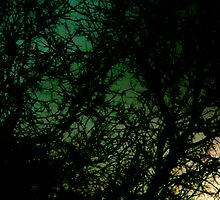 autumnal by Wayne Grivell