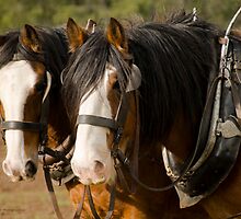 Clydesdale Brothers by James Vereker