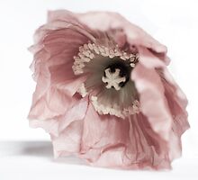 Crumpled by GiGee
