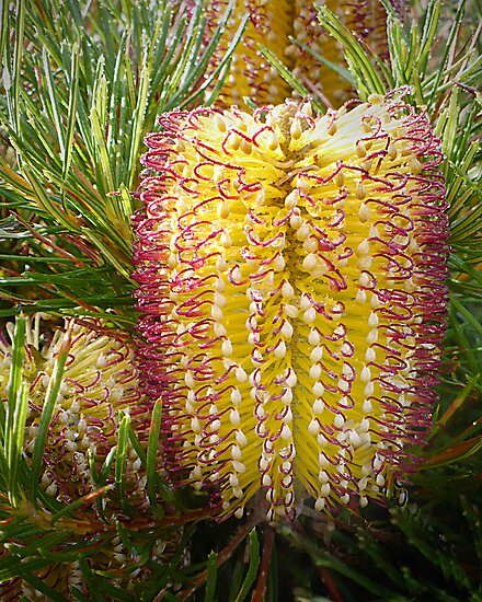 Birthday Candles Banksia