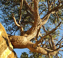 North Rim Red Cedar by DawnJM