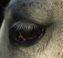 Lashes by Jon Staniland