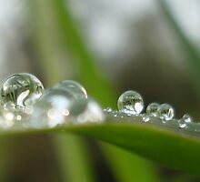 water drops by 2913