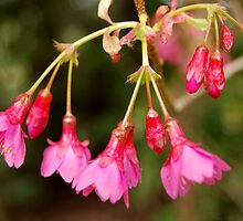 Promise of spring by Lisa Sarsfield