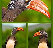 African Hornbill's by Warren. A. Williams