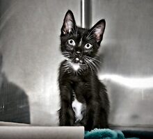 This Is Ethel. How Cute Is She? by Mark Ross