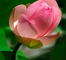 Lotus flower by viaterra-photos