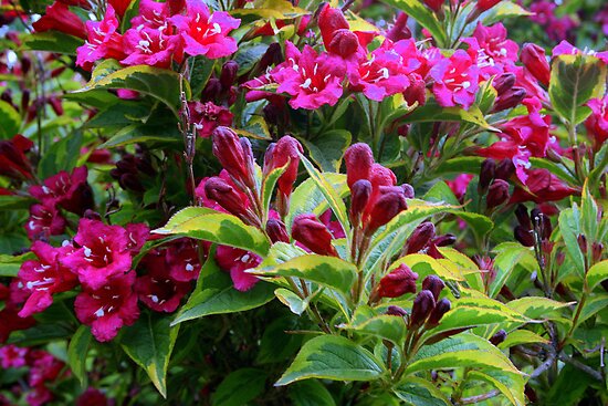 Weigela Shrubs