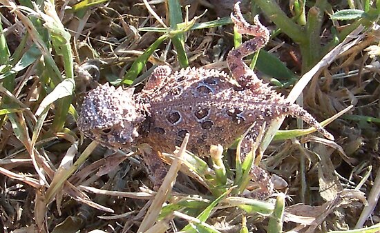 toad lizard