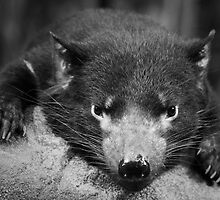 Bad Temper? Meet the Tasi Devil by Mark Elshout