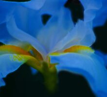 On A Wisp by laureenr