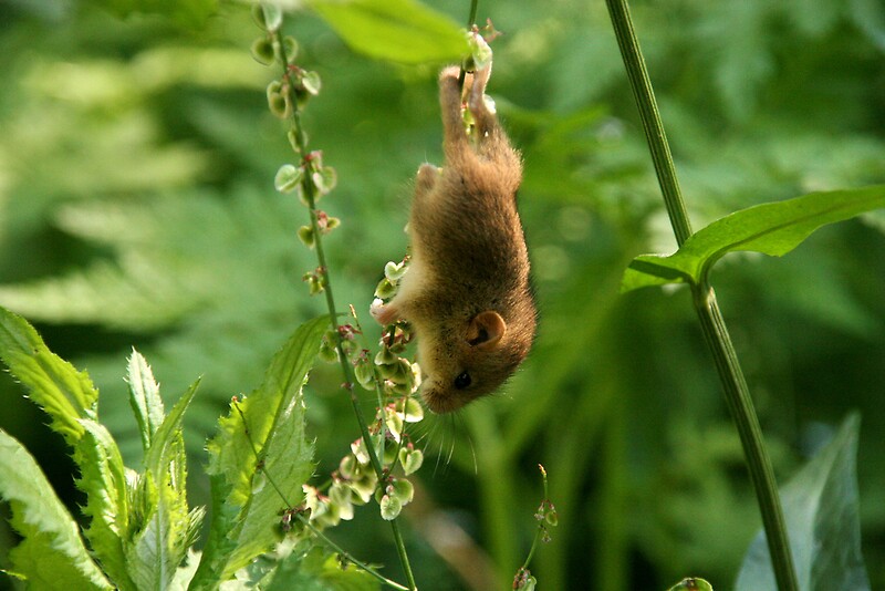 "mouse upside down" by matkowski Redbubble