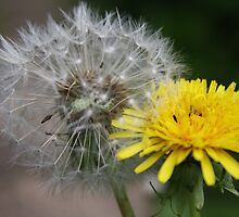 Difference in dandelions by StephLanfear