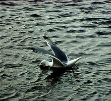 031207-83 A QUICK SNACK AT THE LAKE ERIE DELI by MICKSPIXPHOTOS