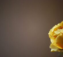 Stop and Smell the Roses by TriciaDanby
