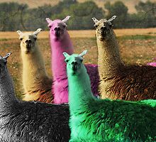 Color Coded by Donna Ridgway