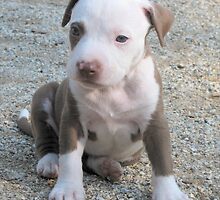 Dottie by Ginny York