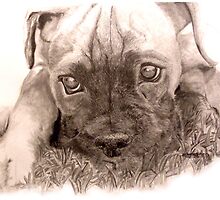 Precious Little Puppy by ejosephdesign