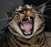 Yawn by DanPraag
