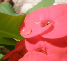 flower drops by s2cresente