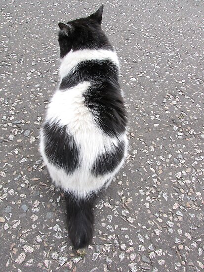 Short Tailed Cat