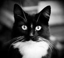 Mr stray cat.. by jojojo