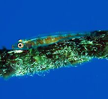 Goby by cooperscuba