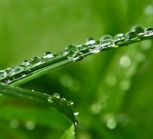 Blades Of Grass by Susie Peek