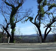 The road to regrowth, south of Kinglake by Lin Starke