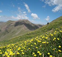 Sangres Wildflowers by Paul Magnanti