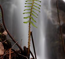 Life by Travis Easton