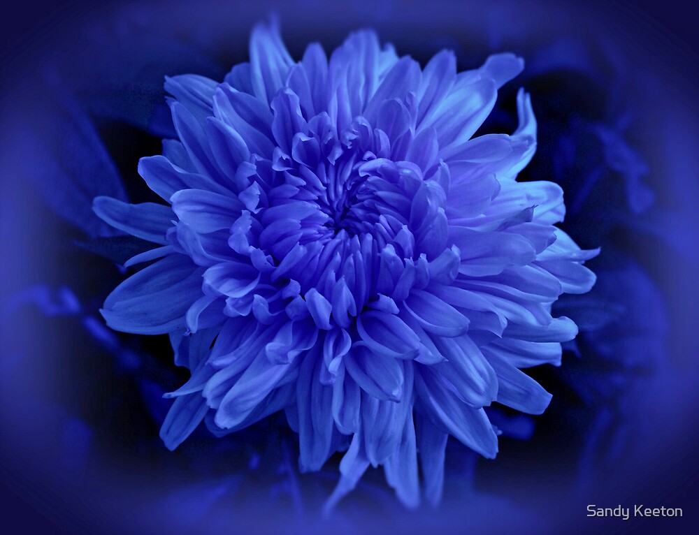"Chrysanthemum in Blue" by Sandy Keeton Redbubble