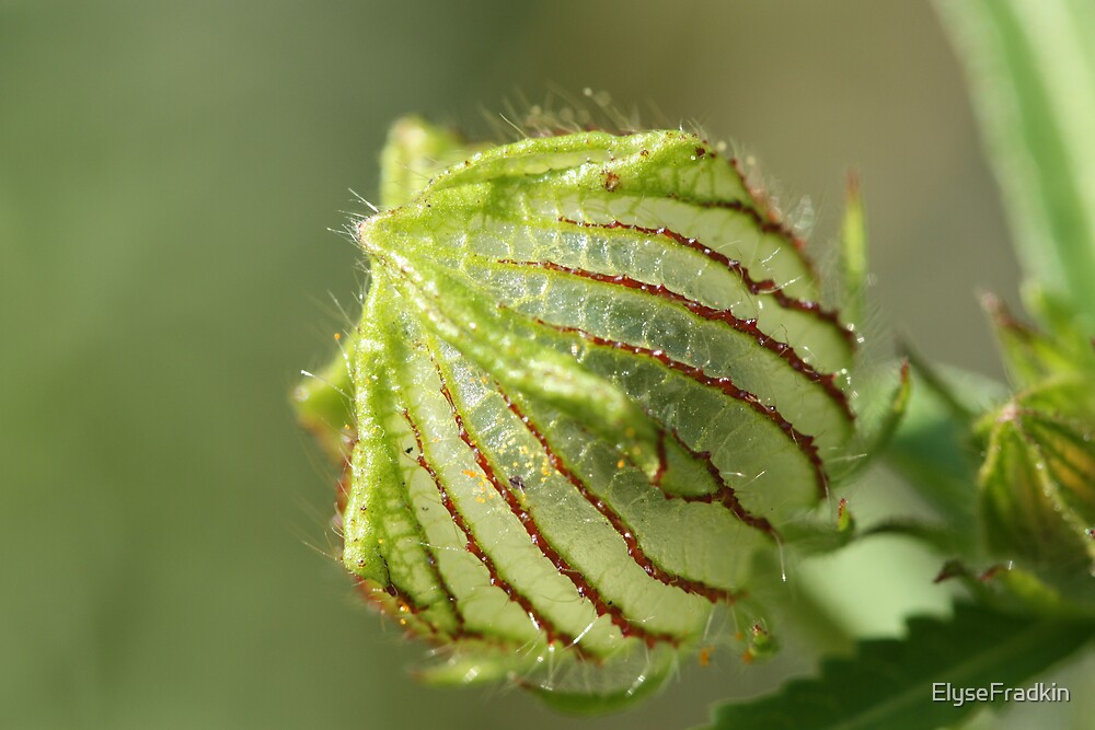 "Calyx of Hibiscus trionum" by ElyseFradkin Redbubble