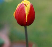 Spring's Promise by Jodi Turner