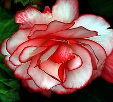 Red Begonia by Jann Ashworth