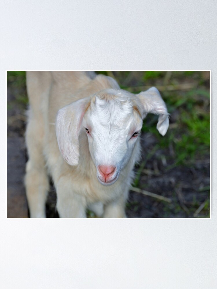 Baby Goat Poster By Venny Redbubble