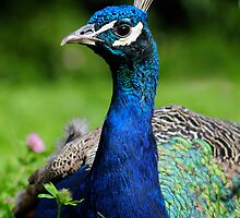 VICTORY BIRD by mc27