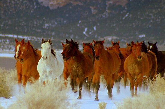 cherry creek nv