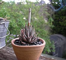 little smokin' cactus by Andy Hair Candy