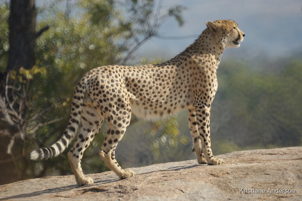 "Cheetah Pose" by Kristiane Anderson | Redbubble