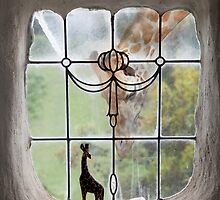 giraffe by Rachel Davison