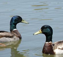 mirror Image by Sue Hays
